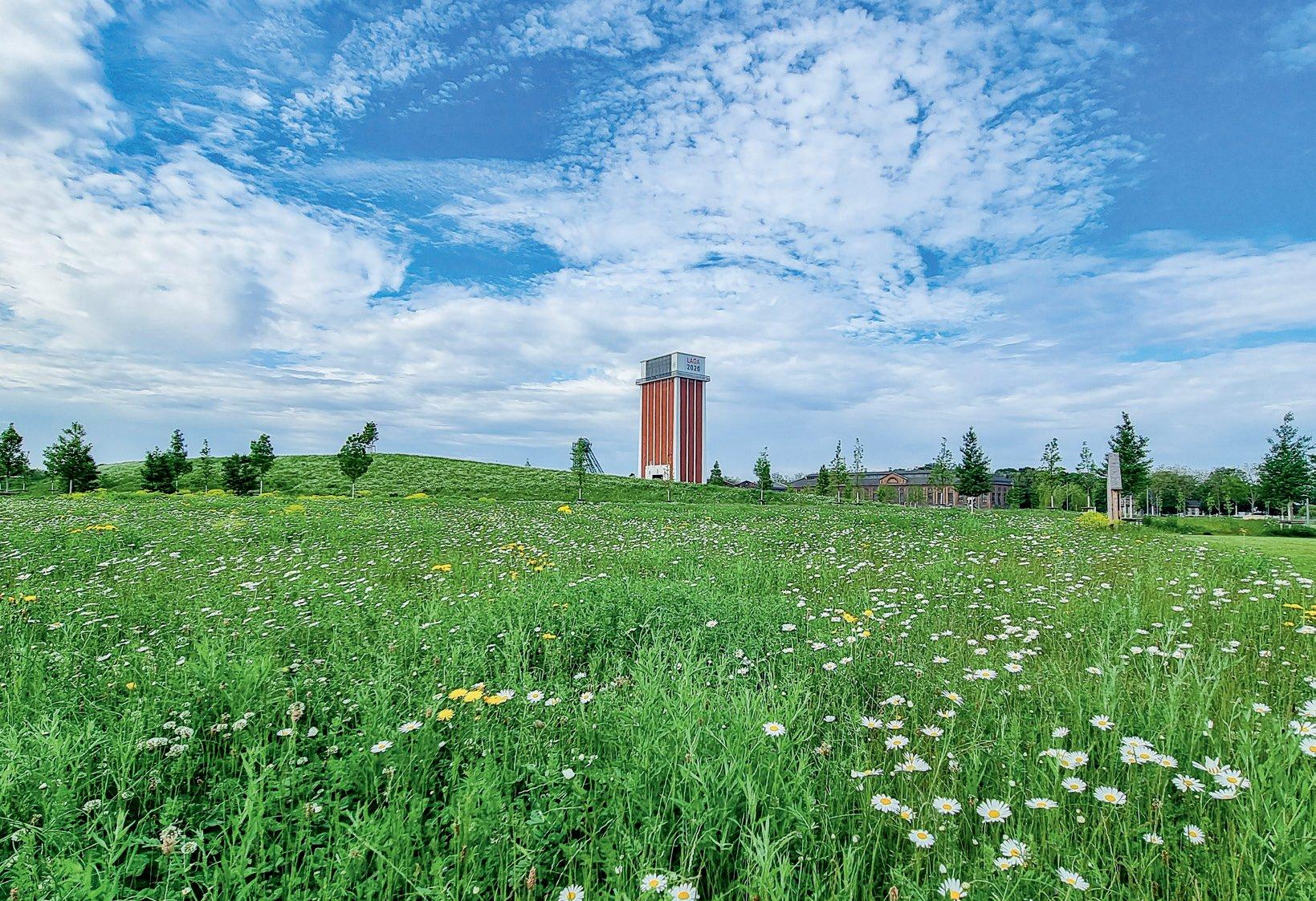 Blühende Wiese im Zechenpark mit dem Zechenturm unter blauem Himmel